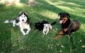 Sacramento Dog Psychology - via Daymix