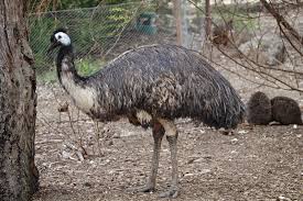 Emu, Melbourne Zoo