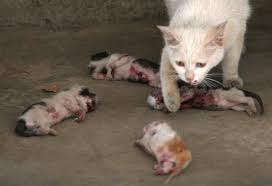 四只小猫被虐待致死陈尸母猫