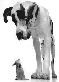 Rescue animal agency denies families