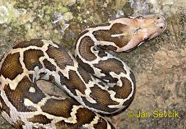 Python molurus bivittatus - via Daymix