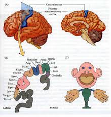 somatosensory