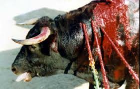 Cattle Bullfighting 21 There