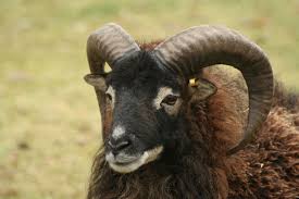 Soay-sheep-arjecahn - via Daymix