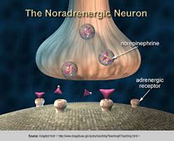 adrenergic receptor – is - via Daymix