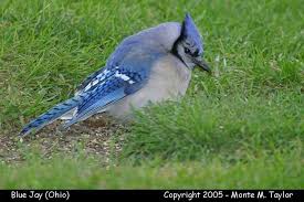 Jays