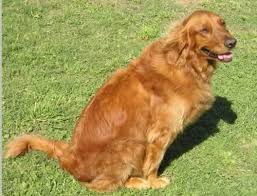 Golden Retriever  Dog Breed      