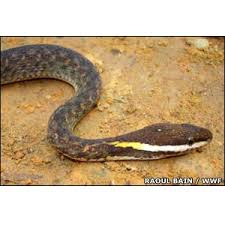 The white-lipped keelback