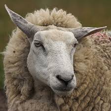 Lambing and Sheep Management - via Daymix