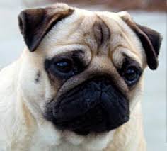 Pug Pictures > Home - via Daymix