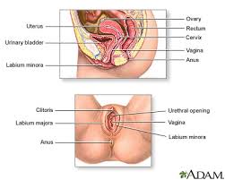   Female   reproductive anatomy