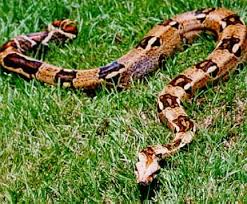 SFCC Teaching Zoo - Boa Constrictor