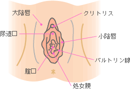 大陰唇、小陰唇、クリトリス（陰