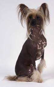 My first  dog breed   to feature is the    