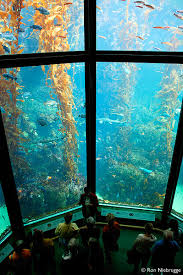 Kelp Exhibit, Monterey Bay - via Daymix