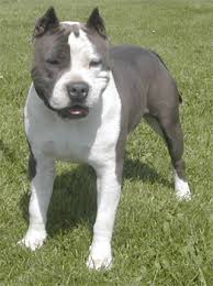 Staffordshire Terrier