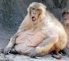 massively overweight. - via Daymix