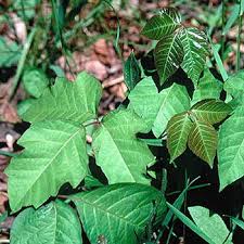 Poison Ivy in Summer