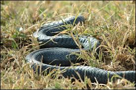 Black Mamba - via Daymix