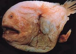 fish's brain - via Daymix