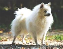   rare dog breed  