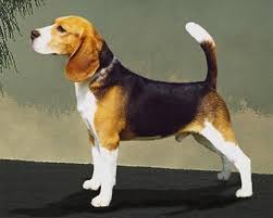 I BARC Internet Beagle Aficionado