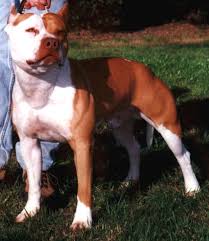       fighting dogs   were so    