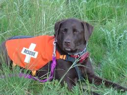 Search and  Rescue Dogs  