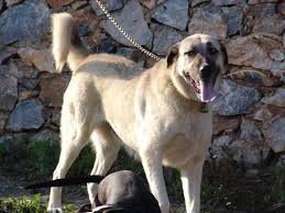   Sivas   Kangal 305 
