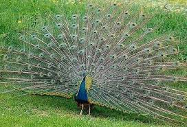 peacock