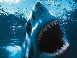 Predator The Great White Shark