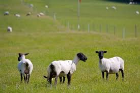 Three Suffolk sheep in a lush - via Daymix