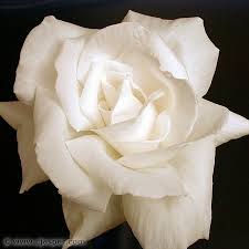 White Rose