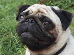 Pug Picture - via Daymix