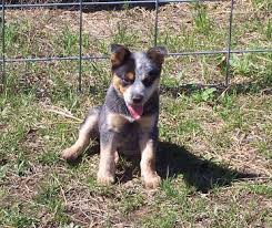 Australian Cattle Dogs - via Daymix