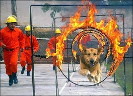      a  rescue dog   in Kunming