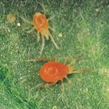 small orange/red bugs - via Daymix