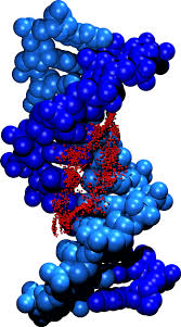 DNA