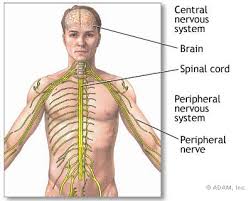 The  central nervous system   is    