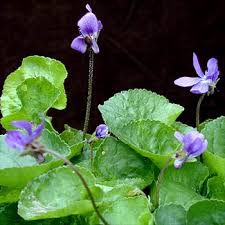 Viola odorata