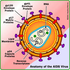 Anatomy of  AIDS  Virus