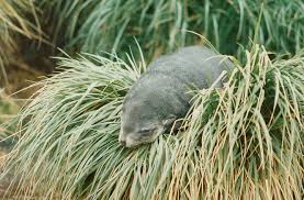Photos of South Orkney Islands