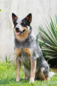 Australian Cattle Dog Breeds