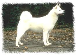 Other Names  Akita   Inu