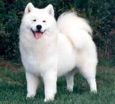 The  Samoyed   is an ancient working    