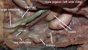 Avian  Reproduction  