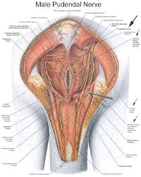 Male Pudendal Nerve - via Daymix