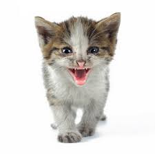  a cat will acclamation badly is 