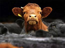 cow's rear-end has been - via Daymix