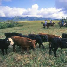 Cattle Drive Horseback - via Daymix